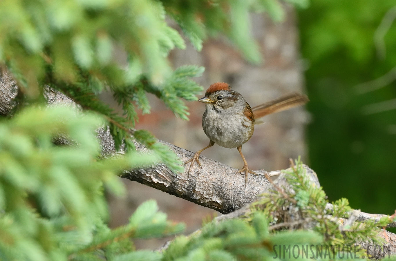 Melospiza georgiana georgiana [400 mm, 1/320 Sek. bei f / 8.0, ISO 2500]